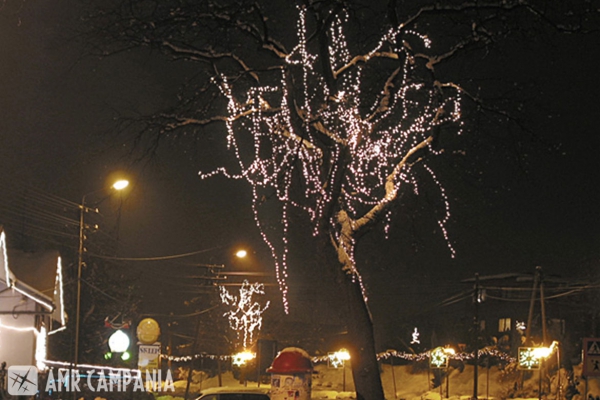Oświetlone drzewo